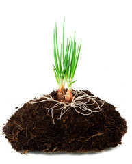 Onion Growing plant with underground root visible