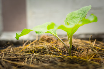 young eggplant tree in the garden
