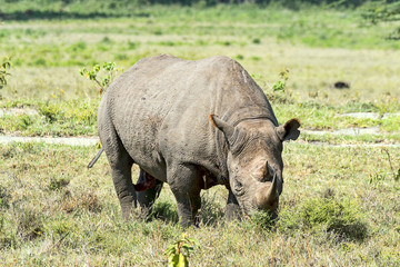 Kenia-Nashorn-19020