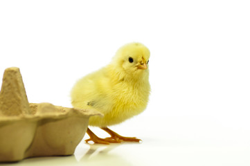 Junges Hühnerküken neben Eierverpackung