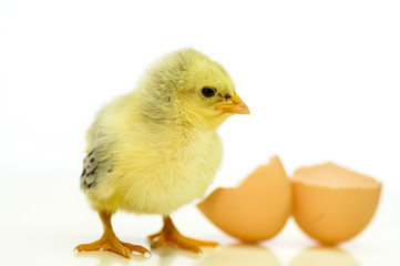 Frisch geschlüpftes Hühnerküken mit Eierschalen