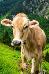 Naklejka na ściany i meble Brown Austrias cow on mountain pasture in Austria, Alps