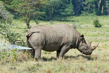 Obraz premium Kenia-Nashorn-19050