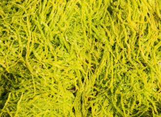 Algae background
