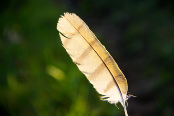 Bird feather