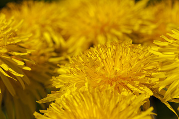 dandelions - photographed are large the plan yellow flowers of a dandelion