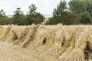 Wheat sheaves piled into stooks at harvest time