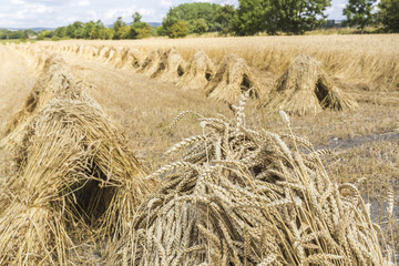 Wheat sheaves piled into stooks at harvest time