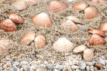 Seashells on the beach