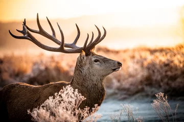 Printed kitchen splashbacks Deer Red deer