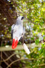 Gray African Parrot © V&P Photo Studio