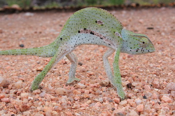 camaleonte savana del sudafrica
