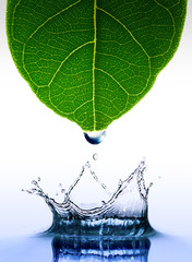 water drop and green leaf