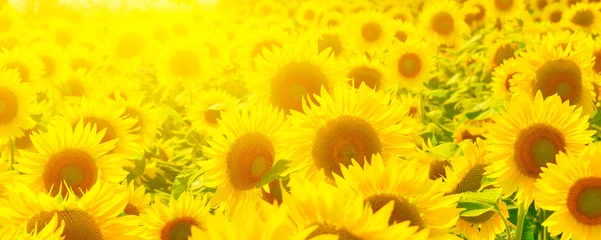 Window stickers Sunflower Sunflowers