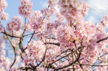 Sakura - Flor de cerejeira - Cherry blossom
