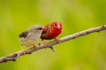Sweet couple Red Avadavat on the branch