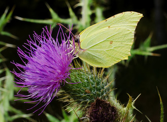 Zitronenfalter und Distel