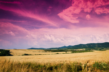 Fototapeta premium wheat in the night
