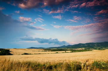 wheat in the night