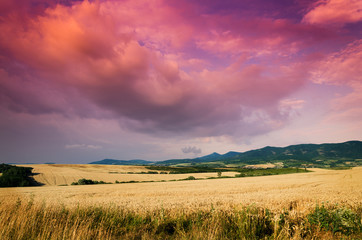 Fototapeta premium wheat in the night