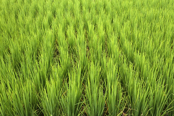 Rice field