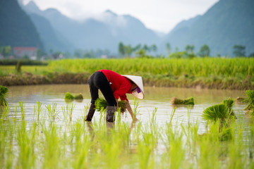 Rice transplanting in Vietnam