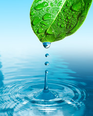 green leaf with water drop ans splash isolated o white