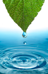 green leaf with water drop ans splash isolated o white