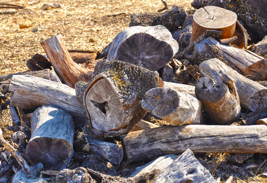 Holm Oak firewood, wood, logs, fuel