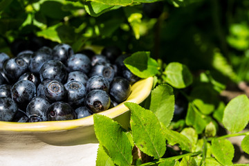 berries, blueberries, blueberry, blue