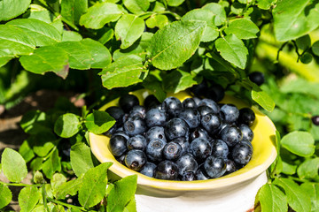 blueberries, blue berries in the forest, blueberry cake, taste