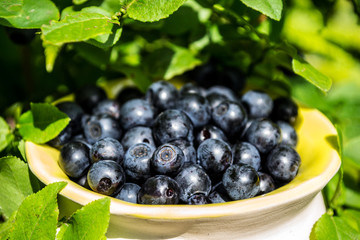Blueberries, blue, compote, bowl with blueberries