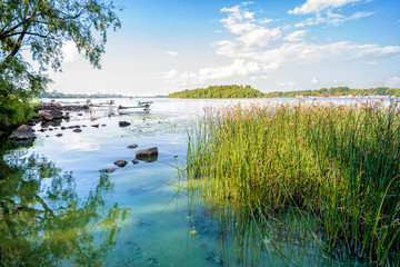 Transparent clear water and reeds under the sun on the bank of the Dnieper River in Kiev