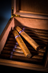 Cigars in humidor