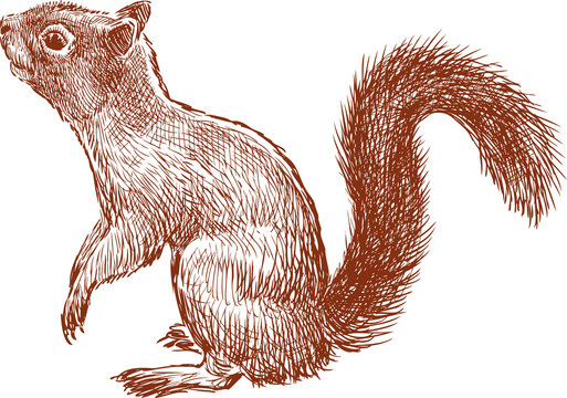 Squirrel Sketch Images  Browse 6551 Stock Photos Vectors and Video   Adobe Stock