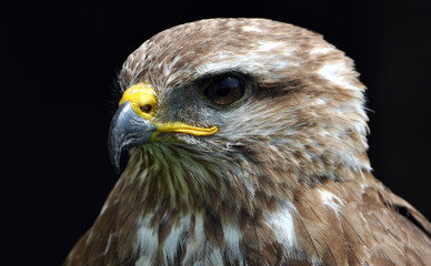 Detailed view of the bird's head - falcon