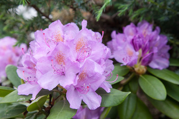 Pink rhododendron in a fool bloom