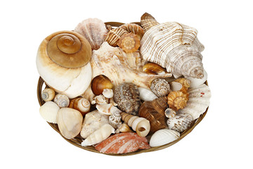 basket of seashells