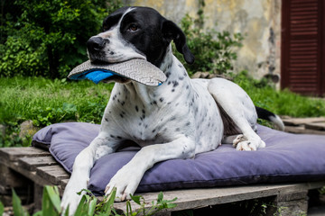 dog guards, boot, keeping the shoe, home guard
