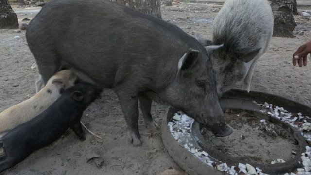 Pigs feeding from tire trough while piglets suckle