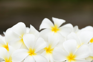 Fototapeta premium Frangipani Flowers