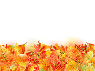 Naklejka na ściany i meble Autumn background with leaves. Back to school.
