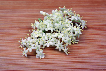 Elderberry flower