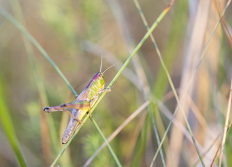 Grasshopper sit on a green plant straw