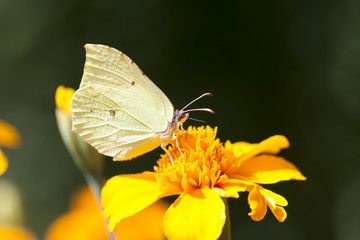 Butterfly on a yellow flower