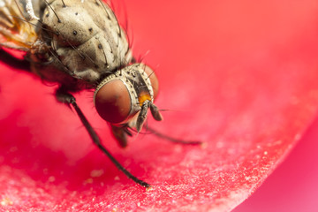 Closeup of a fly with red eyes