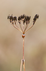 Ladybug on a plant straw