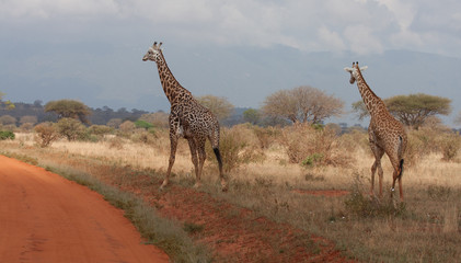 Coppia di giraffe africane