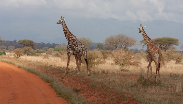 Coppia di giraffe africane