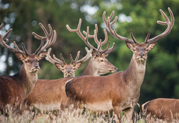 deer stags in a summer field